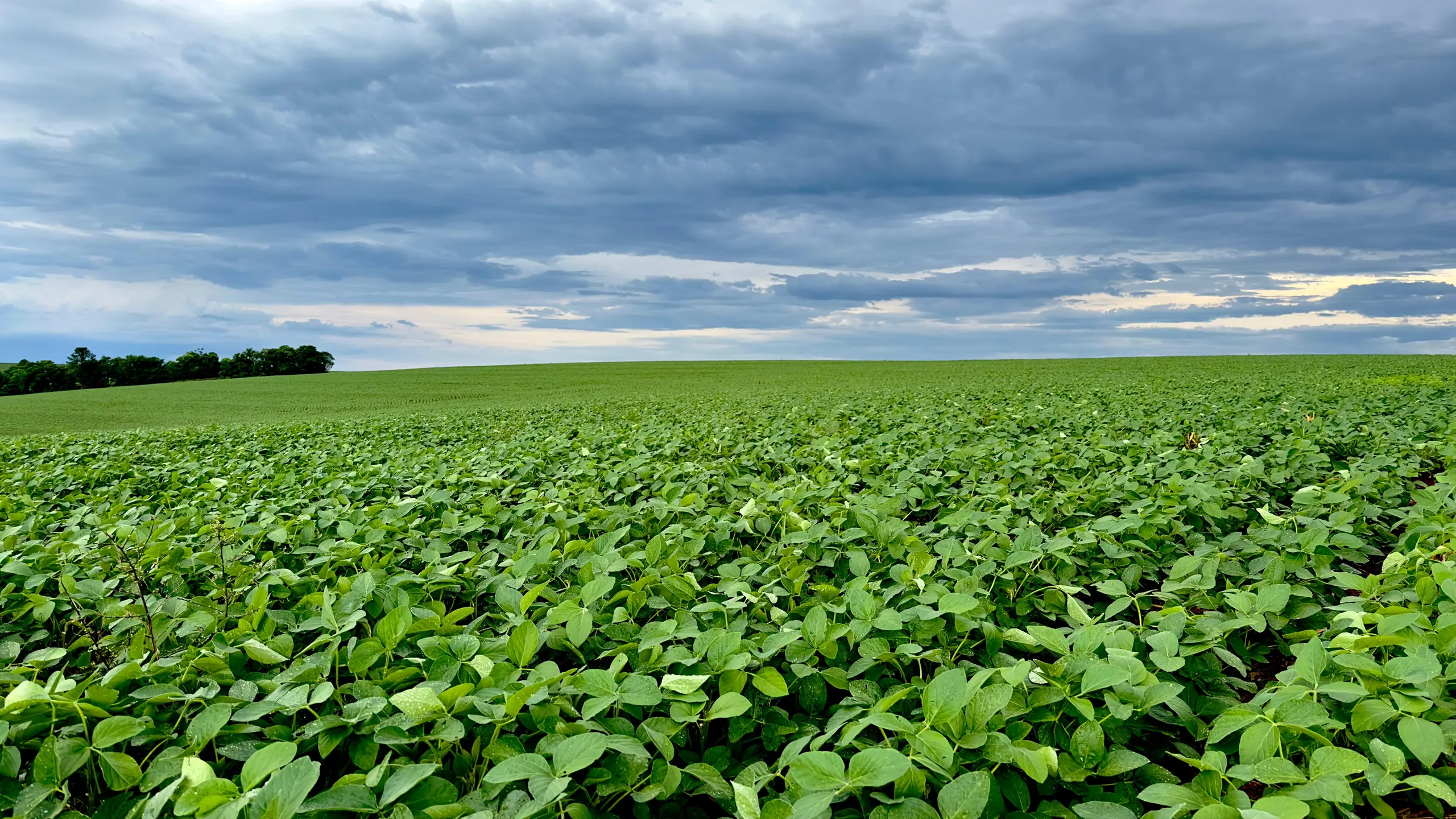 Fazenda à venda de 41 ha em Cascavel, PR, Brasil