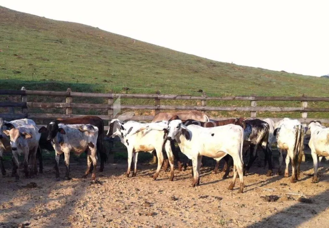 Fazenda à venda de 150 ha em Silveiras, SP, Brasil