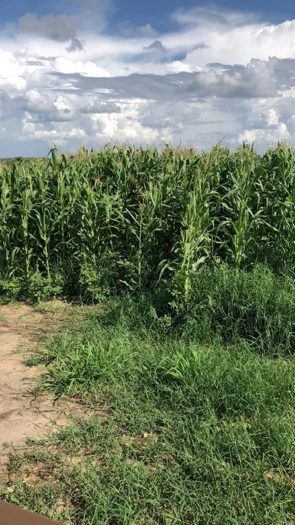 Fazenda à venda de 211 ha em Itapetininga, SP, Brasil