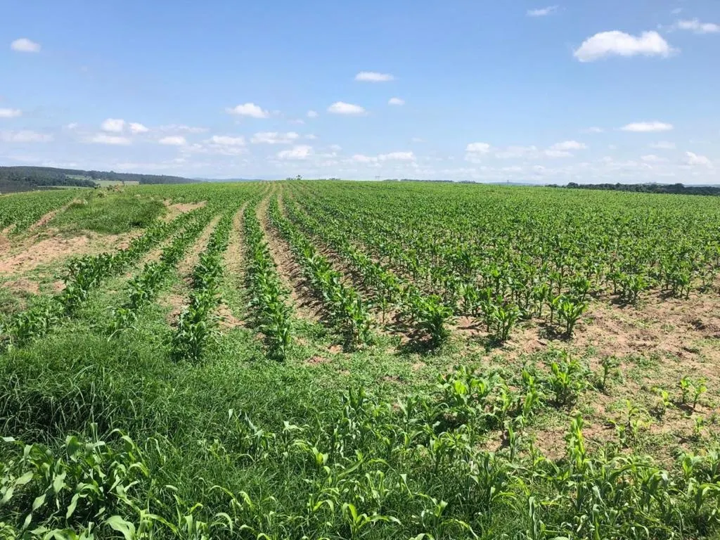 Fazenda à venda de 211 ha em Itapetininga, SP, Brasil