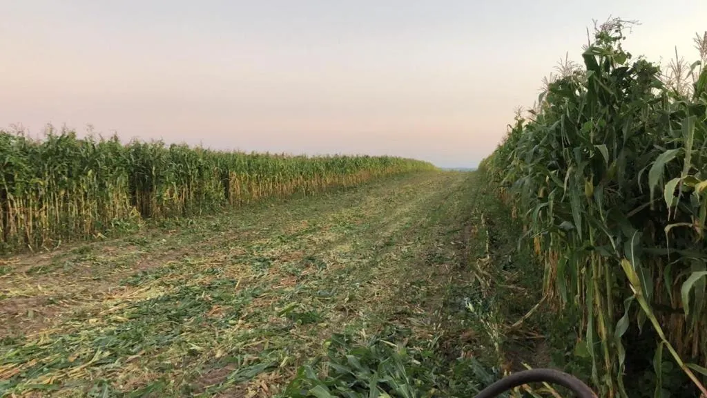 Fazenda à venda de 211 ha em Itapetininga, SP, Brasil