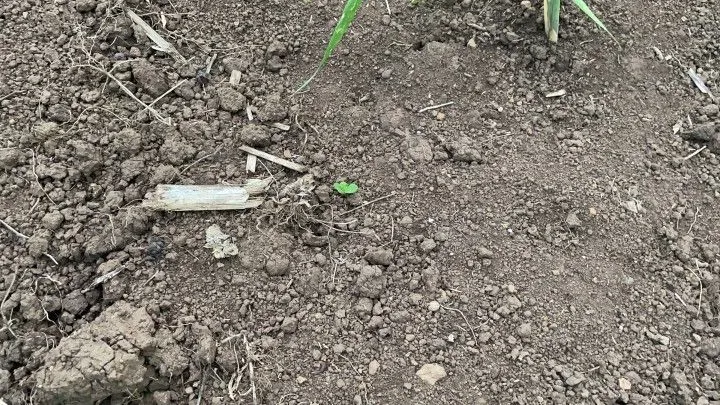 Sítio à venda de 6 ha em Santo Antônio da Patrulha, RS, Brasil