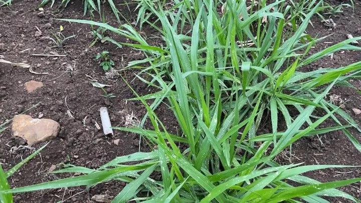 Sítio à venda de 6 ha em Santo Antônio da Patrulha, RS, Brasil
