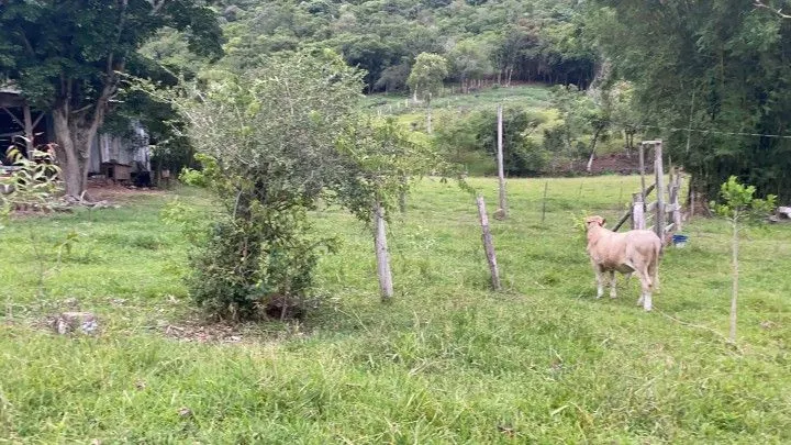 Sítio à venda de 6 ha em Santo Antônio da Patrulha, RS, Brasil