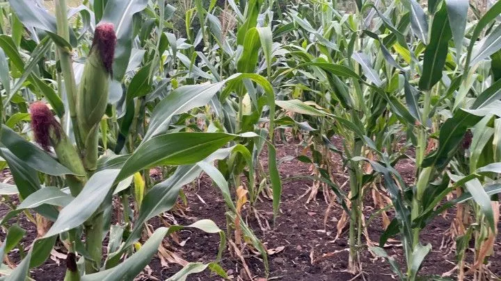 Sítio à venda de 6 ha em Santo Antônio da Patrulha, RS, Brasil