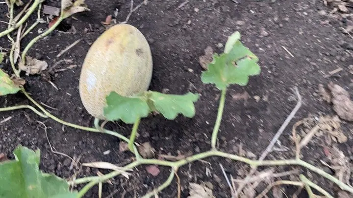 Sítio à venda de 6 ha em Santo Antônio da Patrulha, RS, Brasil