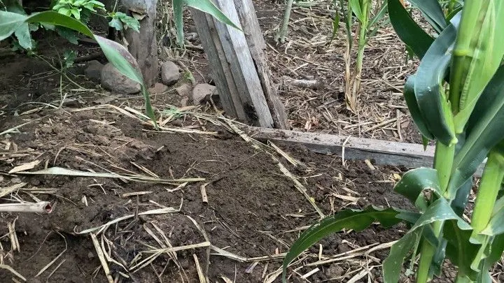 Sítio à venda de 6 ha em Santo Antônio da Patrulha, RS, Brasil