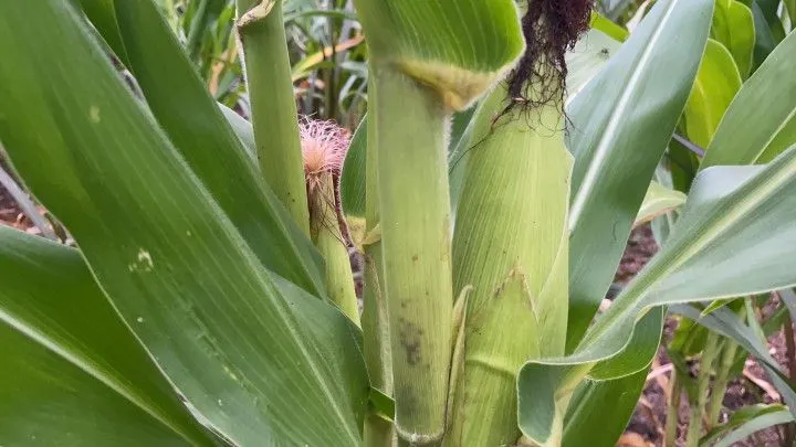 Sítio à venda de 6 ha em Santo Antônio da Patrulha, RS, Brasil