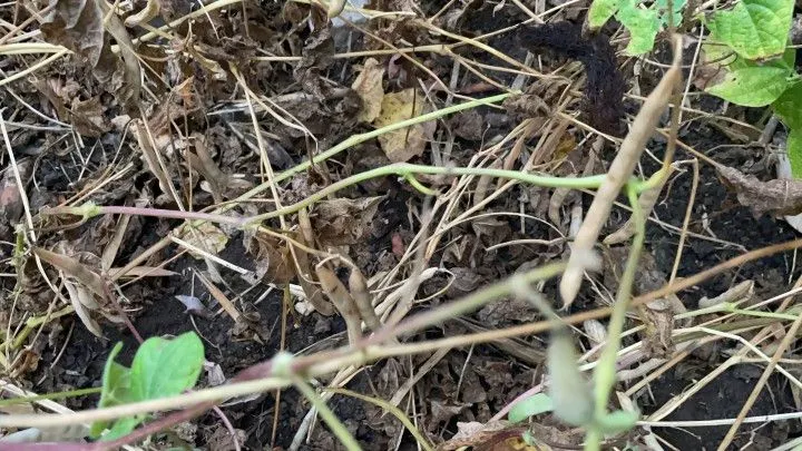 Sítio à venda de 6 ha em Santo Antônio da Patrulha, RS, Brasil