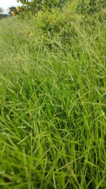 Fazenda à venda de 1.227 ha em Porto Esperidião, MT, Brasil