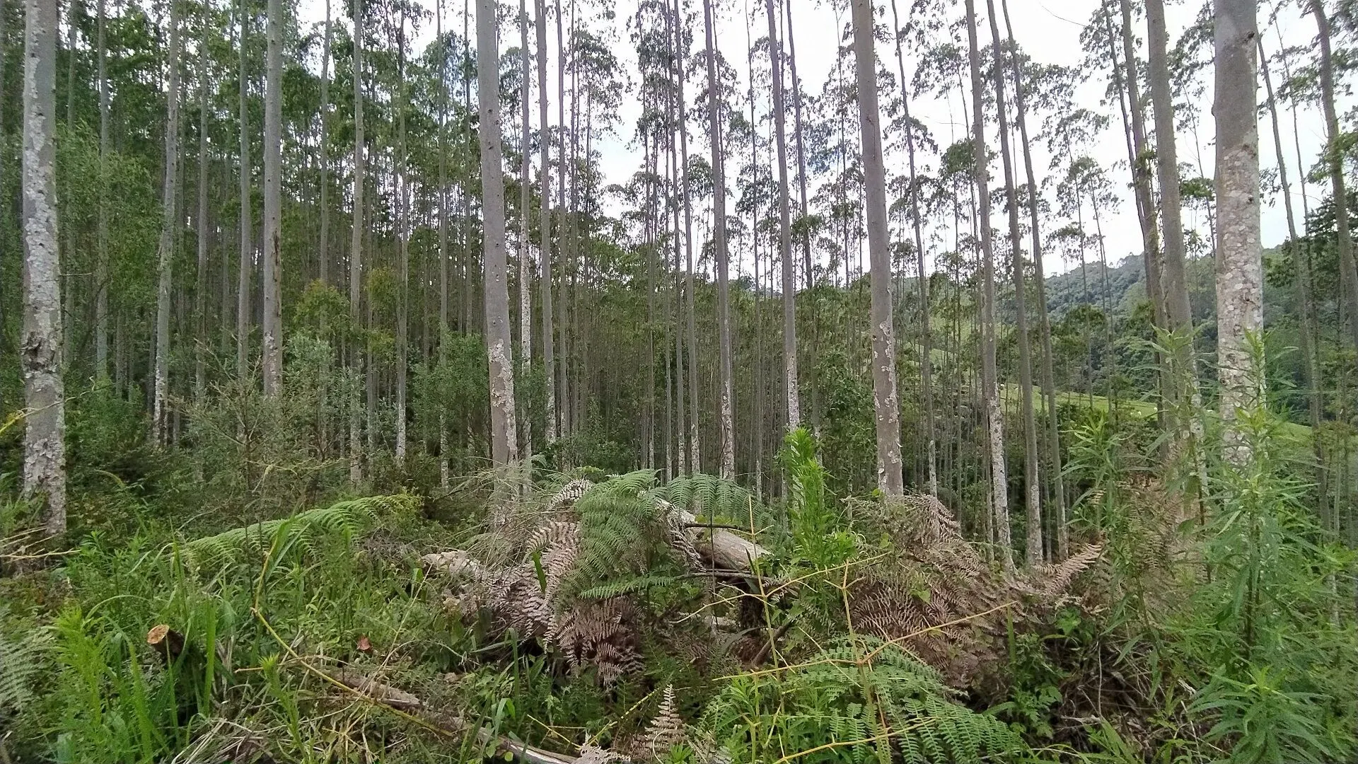 Terreno à venda de 20 ha em Vitor Meireles, SC, Brasil