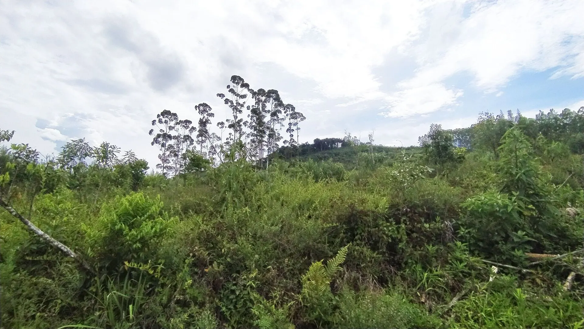 Terreno à venda de 20 ha em Vitor Meireles, SC, Brasil