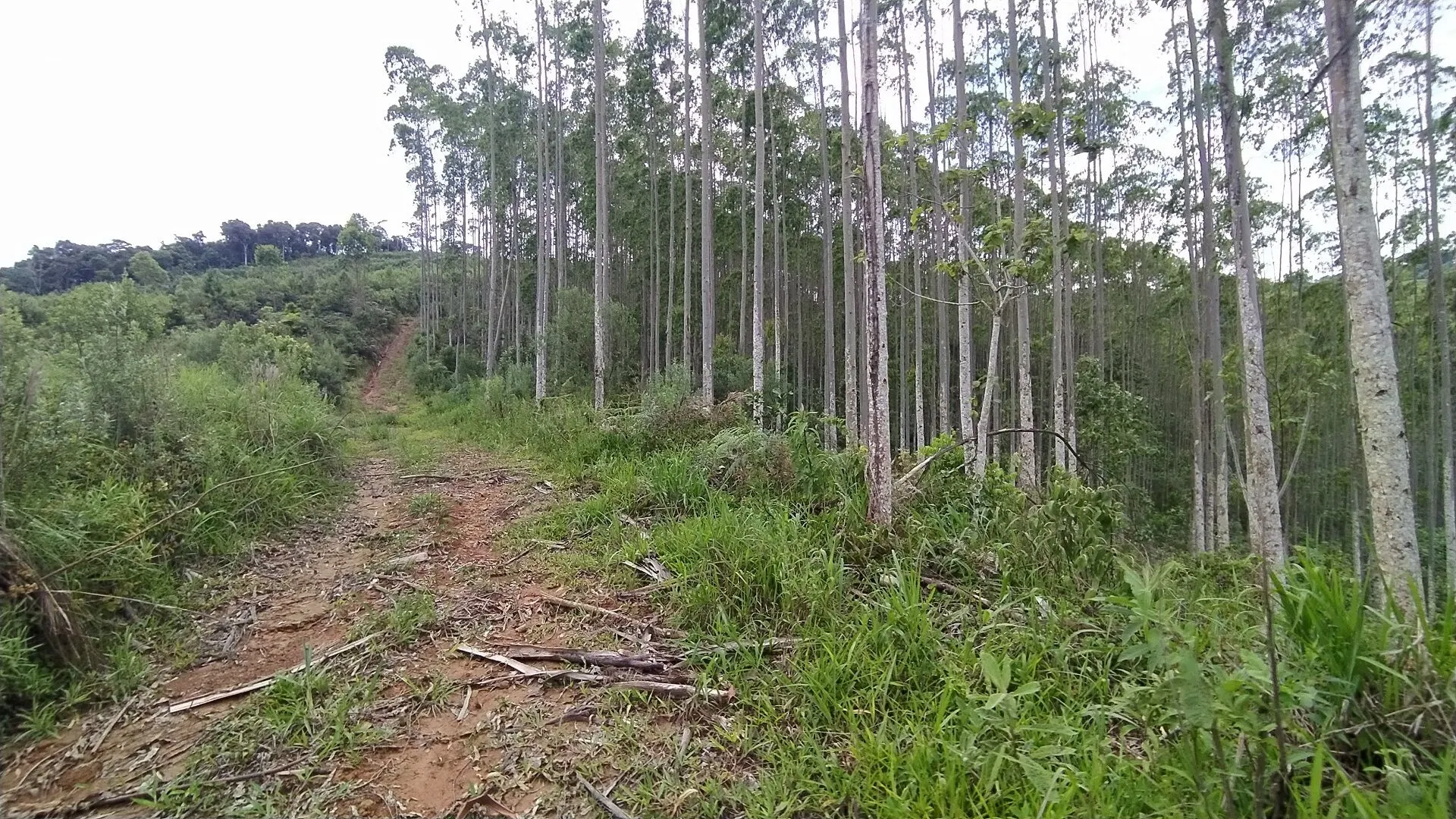 Terreno à venda de 20 ha em Vitor Meireles, SC, Brasil