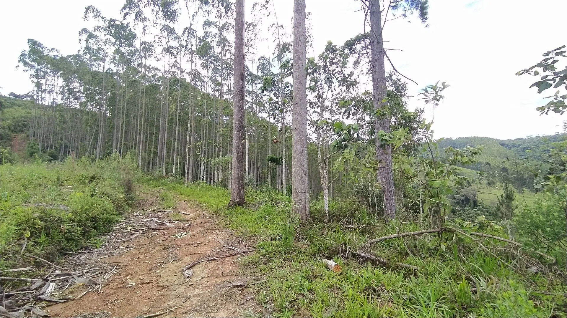 Terreno à venda de 20 ha em Vitor Meireles, SC, Brasil