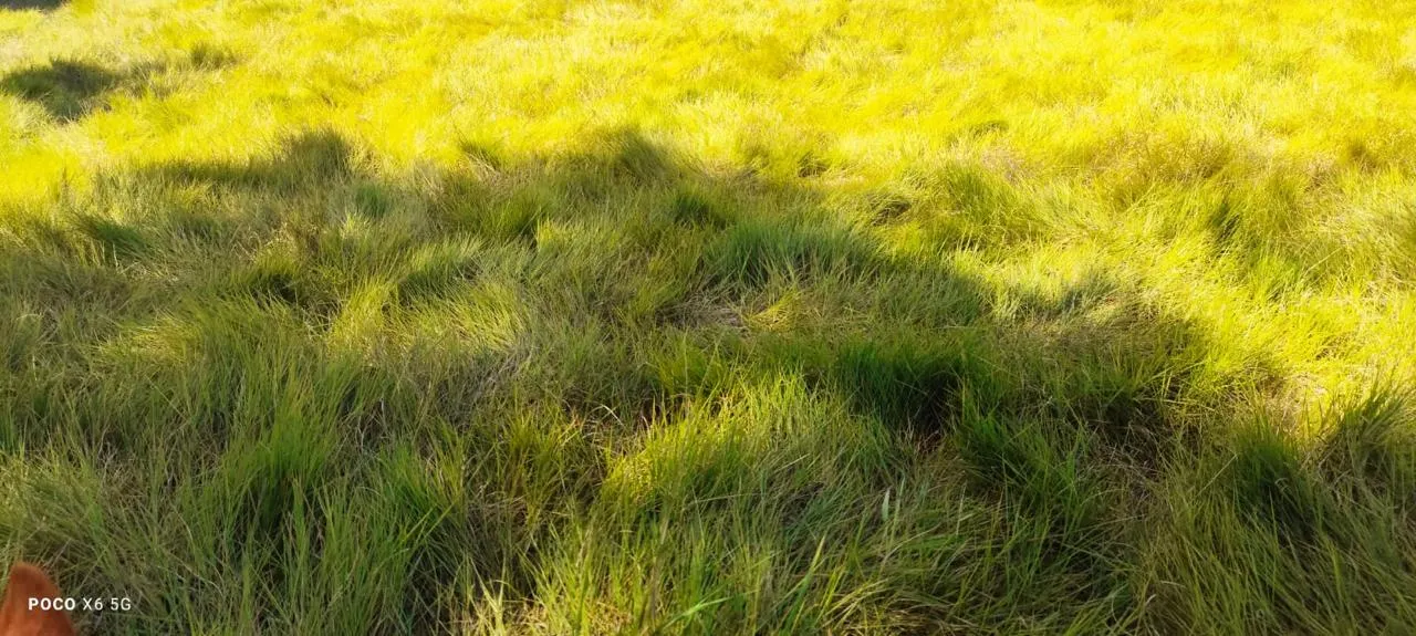 Fazenda à venda de 200 ha em Pontal do Araguaia, MT, Brasil