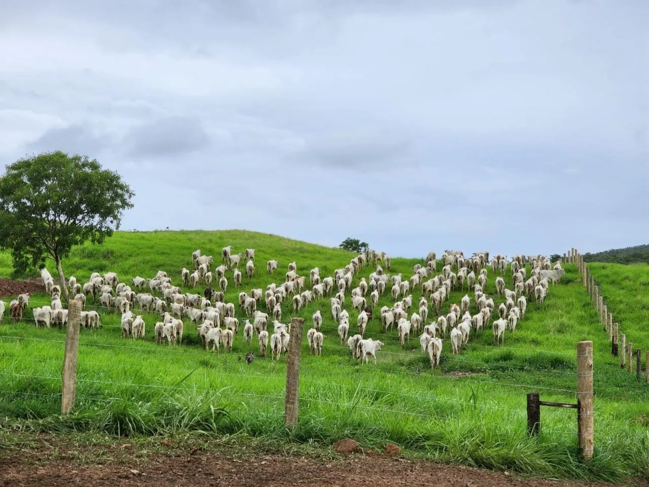 Fazenda à venda de 576 ha em Pirenópolis, GO, Brasil