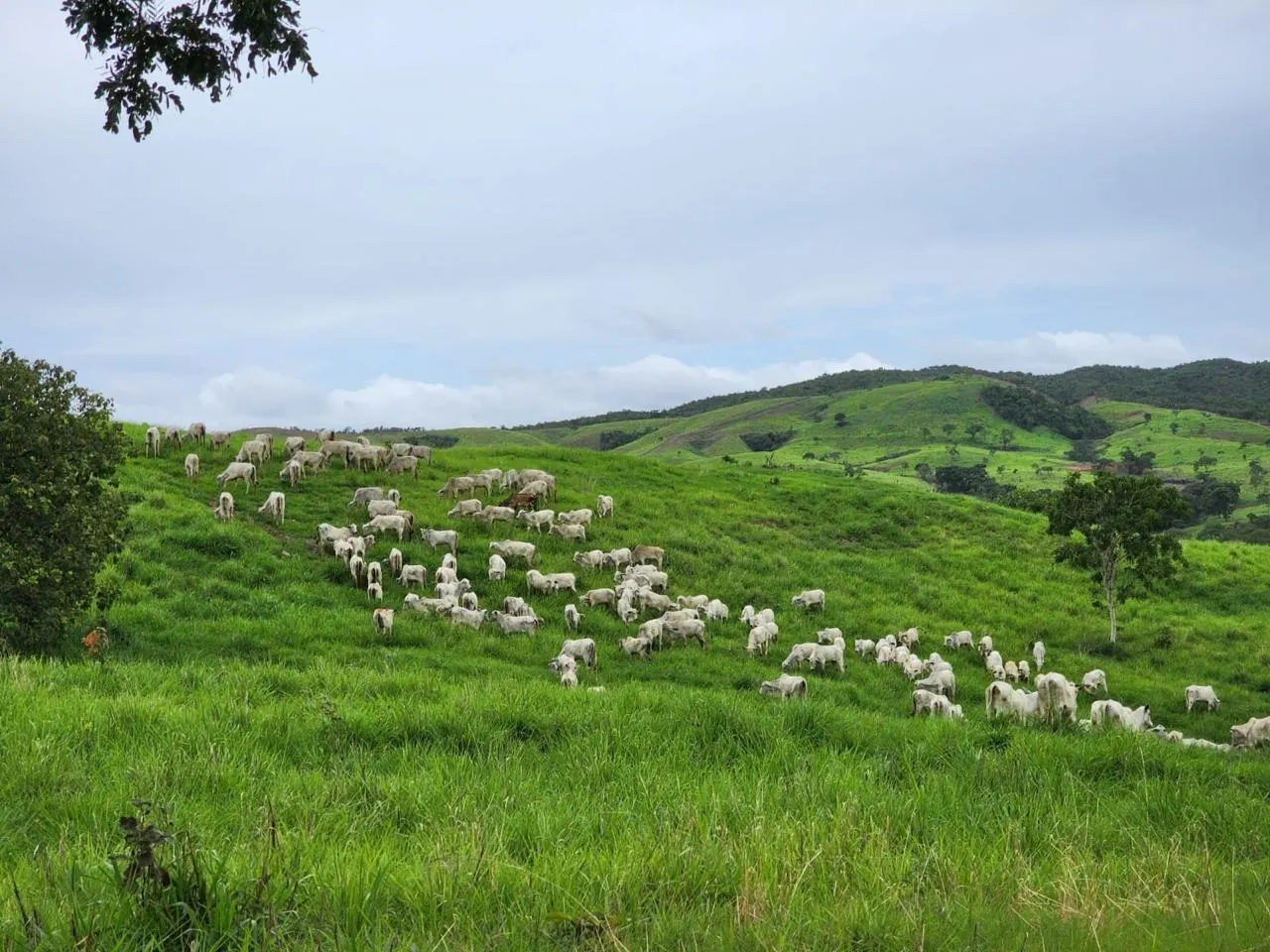 Fazenda à venda de 576 ha em Pirenópolis, GO, Brasil