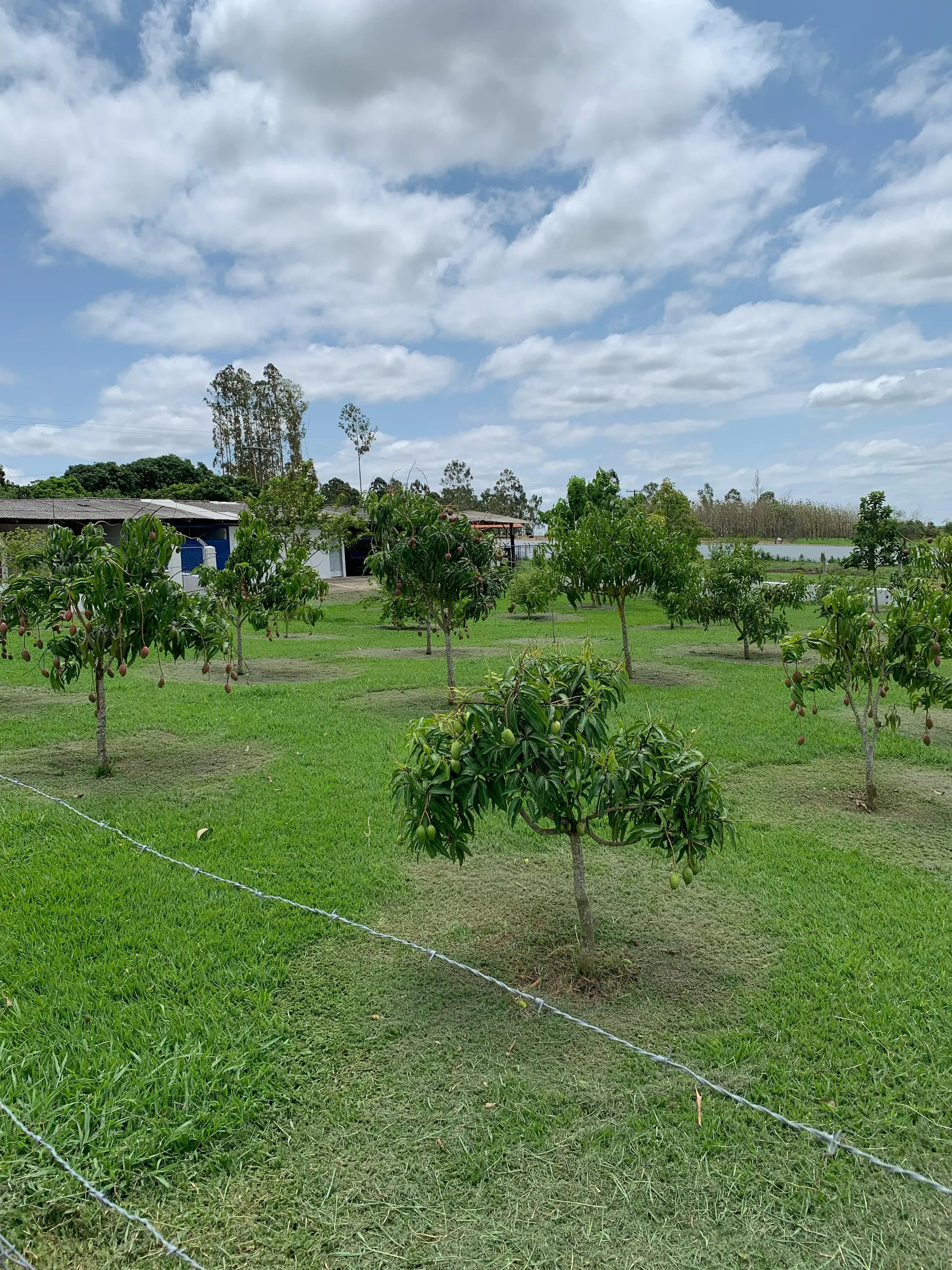 Small farm for sale of 15 acres in Tatuí, SP, Brazil