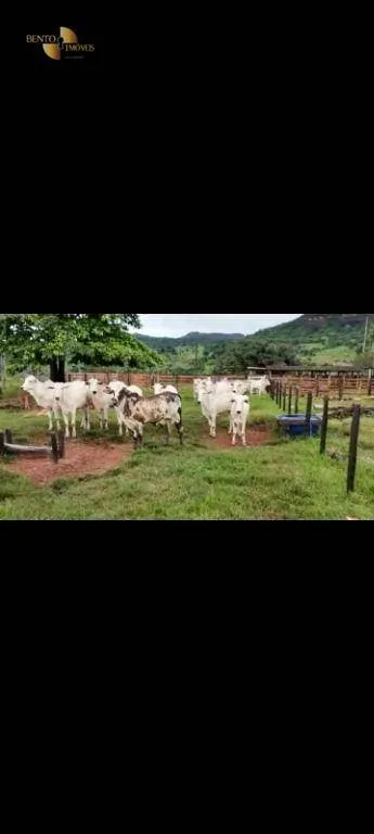 Fazenda à venda de 2.508 ha em Pedra Preta, MT, Brasil