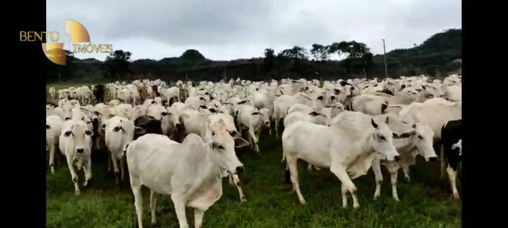 Fazenda à venda de 2.508 ha em Pedra Preta, MT, Brasil