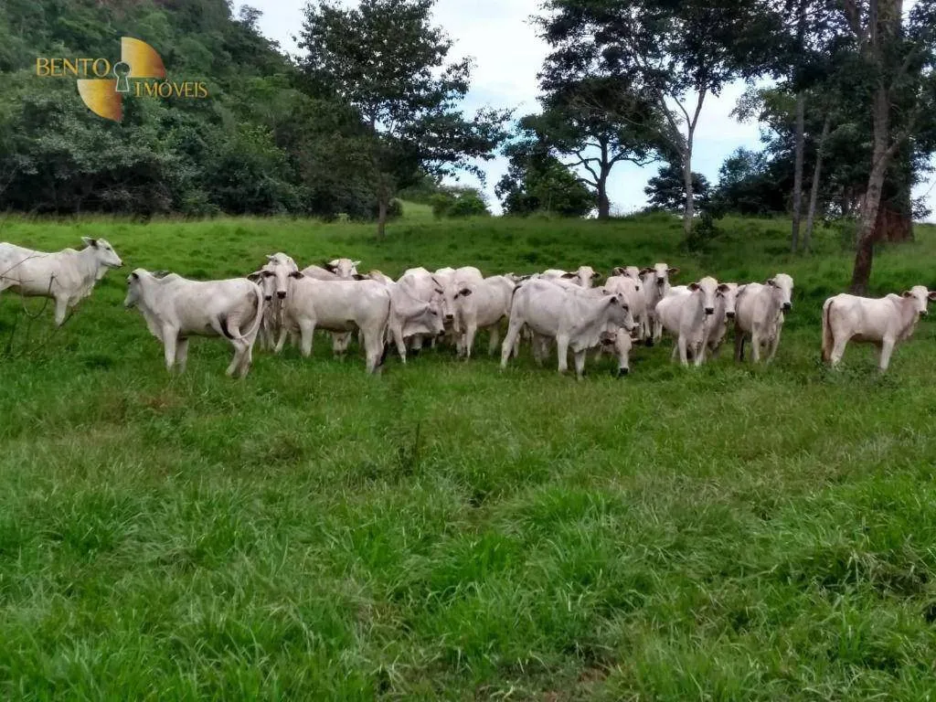 Fazenda à venda de 2.508 ha em Pedra Preta, MT, Brasil