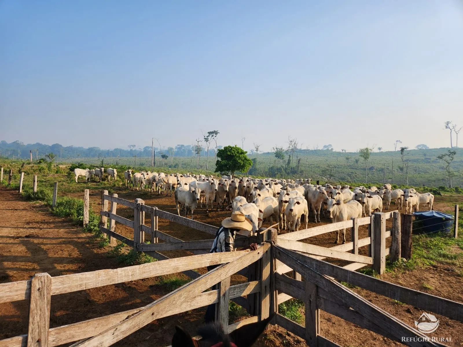 Fazenda à venda de 1.132 ha em Novo Progresso, PA, Brasil