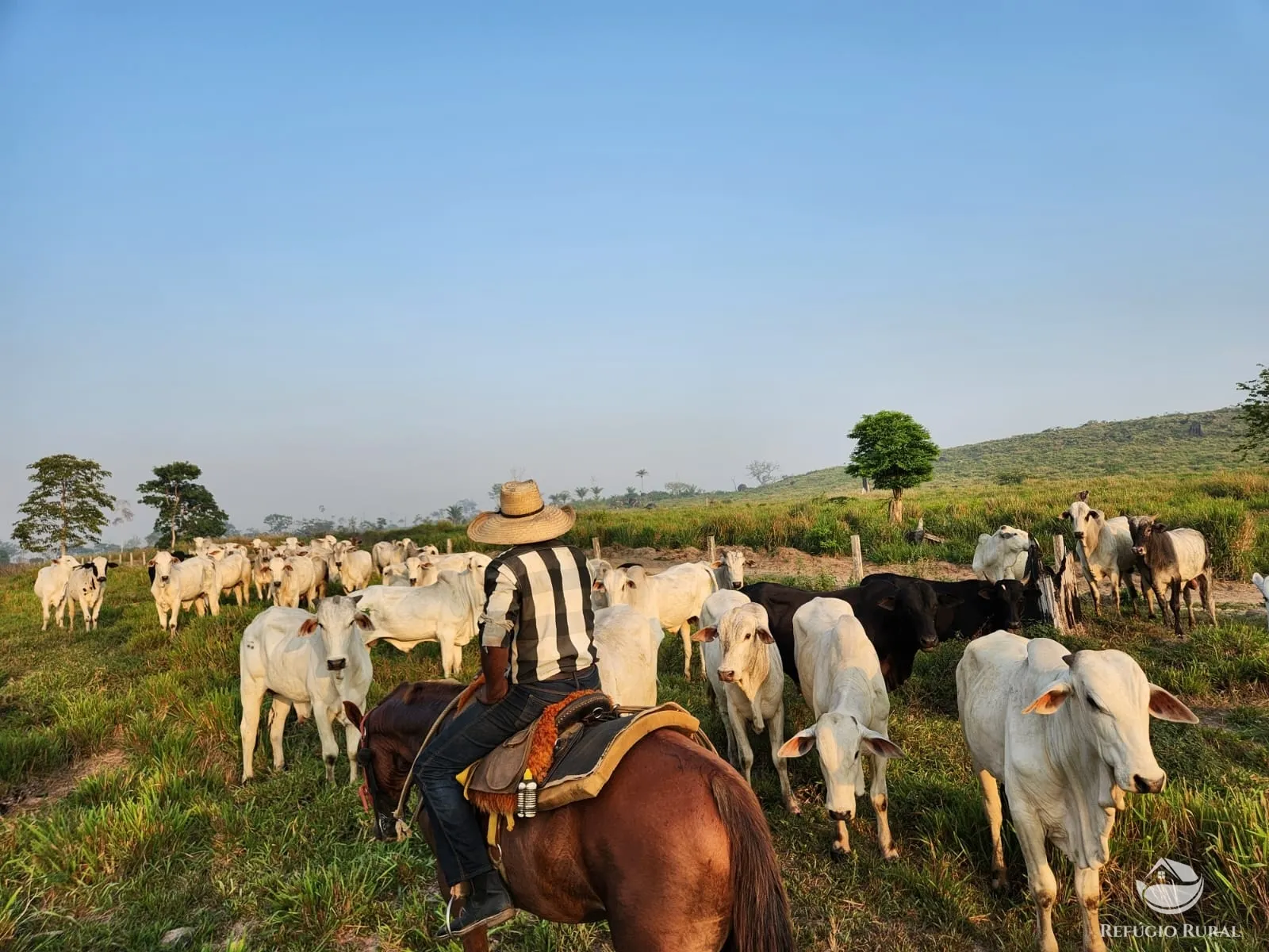 Fazenda à venda de 1.132 ha em Novo Progresso, PA, Brasil