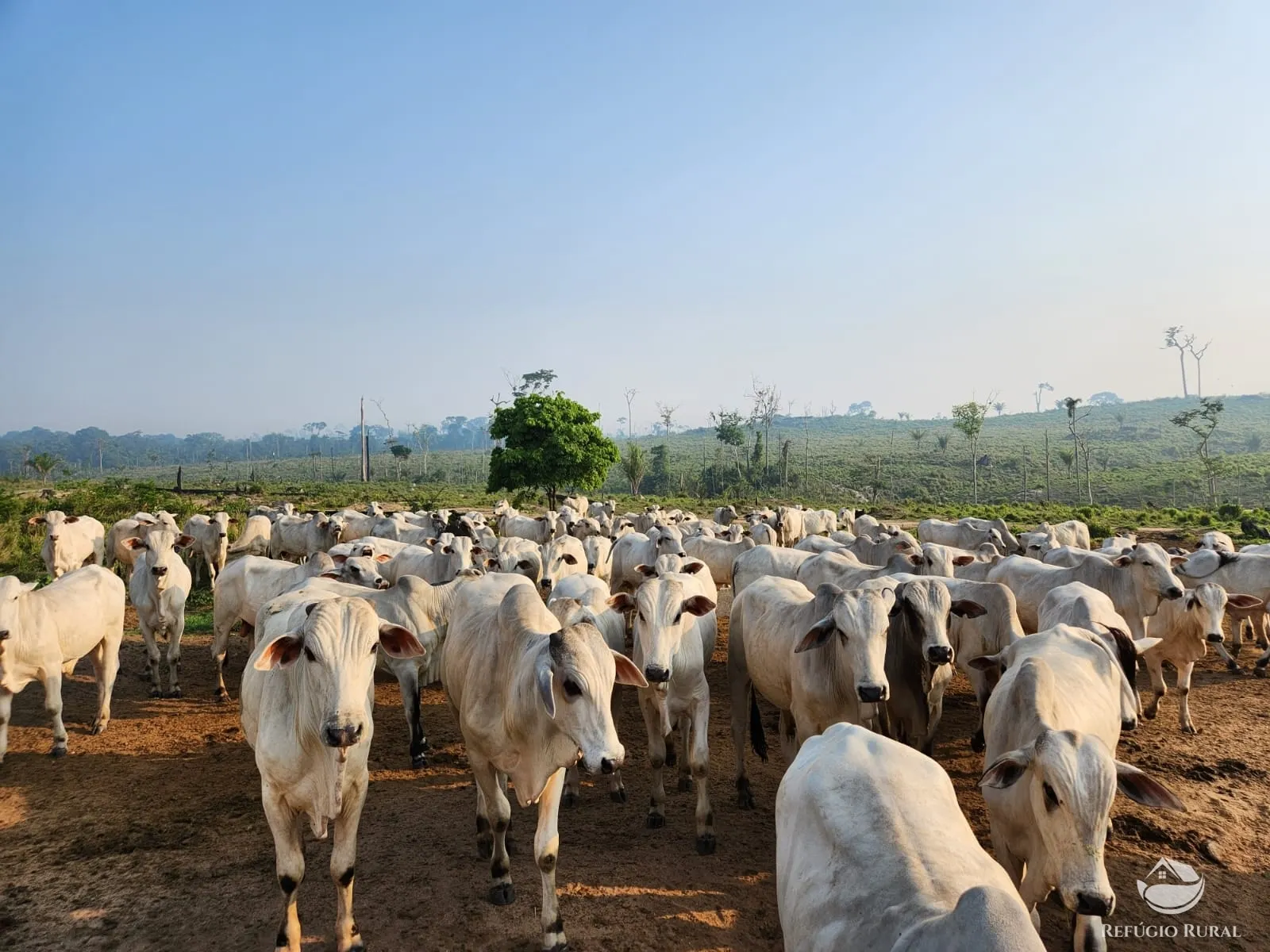 Fazenda à venda de 1.132 ha em Novo Progresso, PA, Brasil