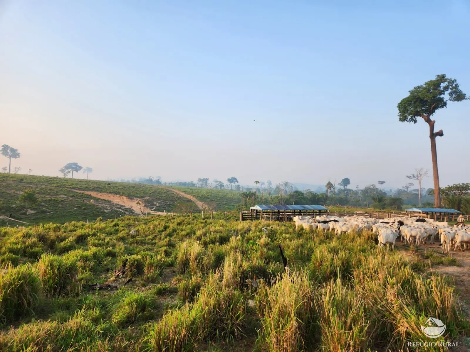 Fazenda à venda de 1.132 ha em Novo Progresso, PA, Brasil