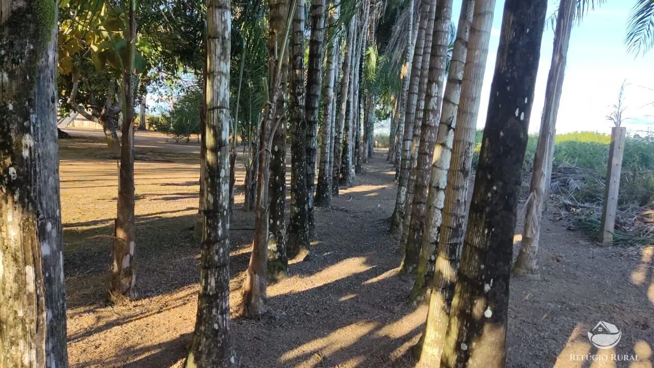 Fazenda à venda de 1.132 ha em Novo Progresso, PA, Brasil