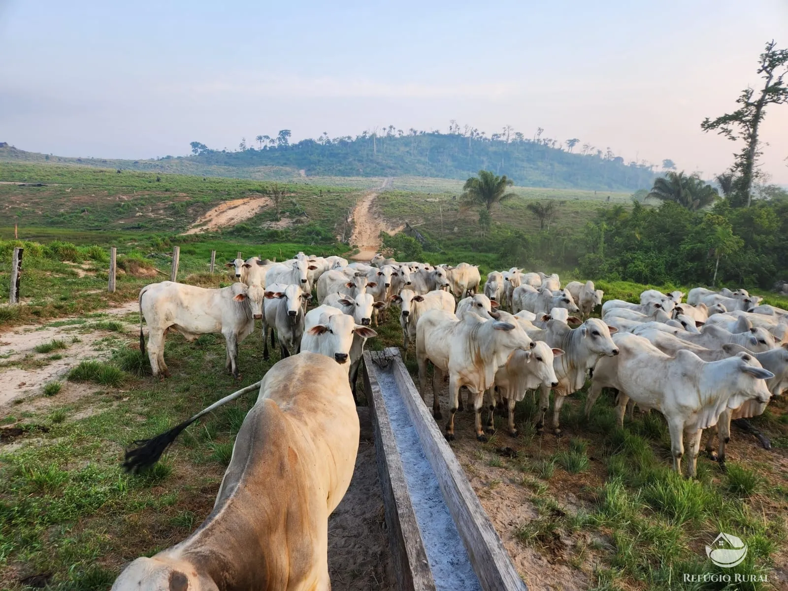 Fazenda à venda de 1.132 ha em Novo Progresso, PA, Brasil