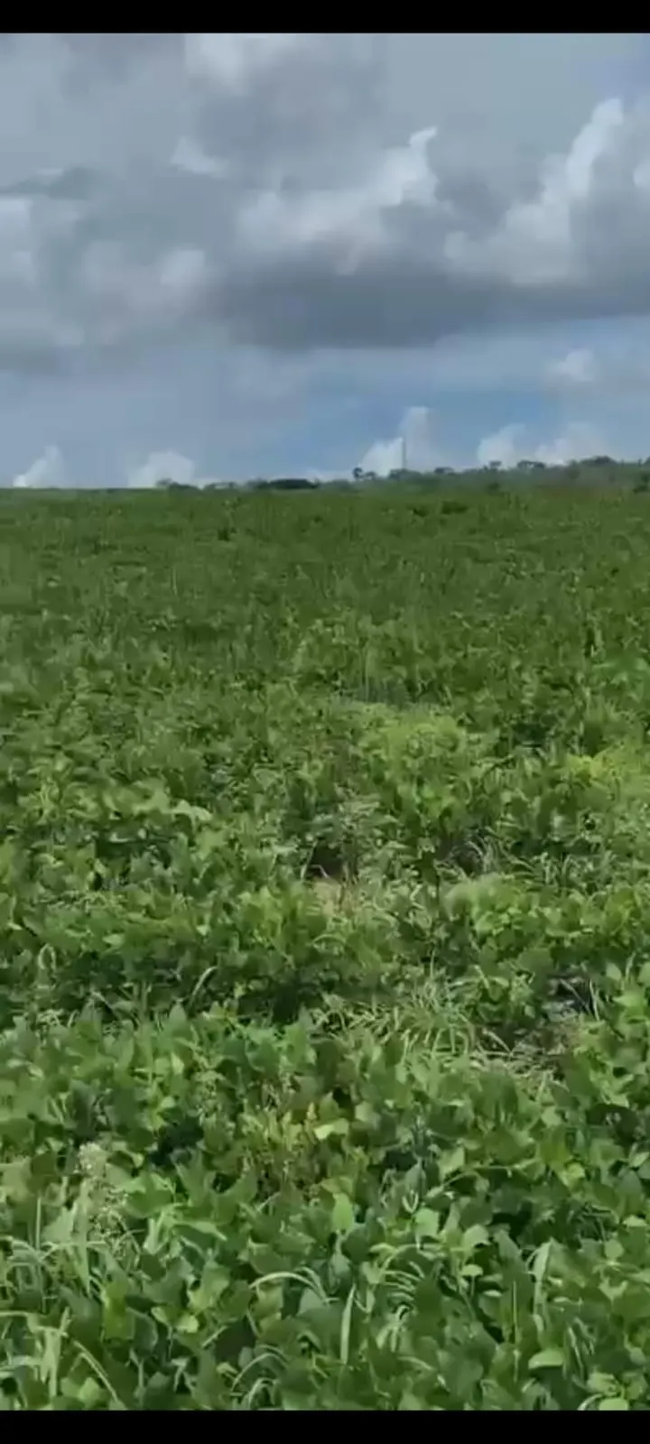 Fazenda à venda de 557 ha em Luziânia, GO, Brasil