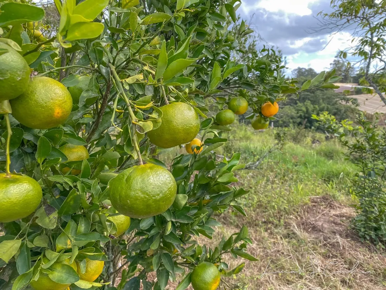 Small farm for sale of 60 acres in São Miguel Arcanjo, SP, Brazil
