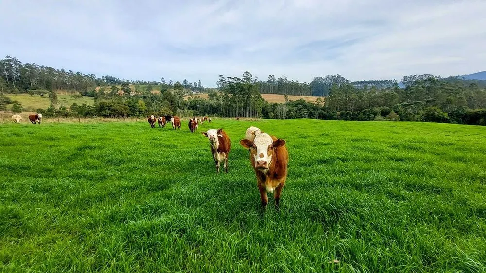 Sítio à venda de 21 ha em Witmarsum, SC, Brasil
