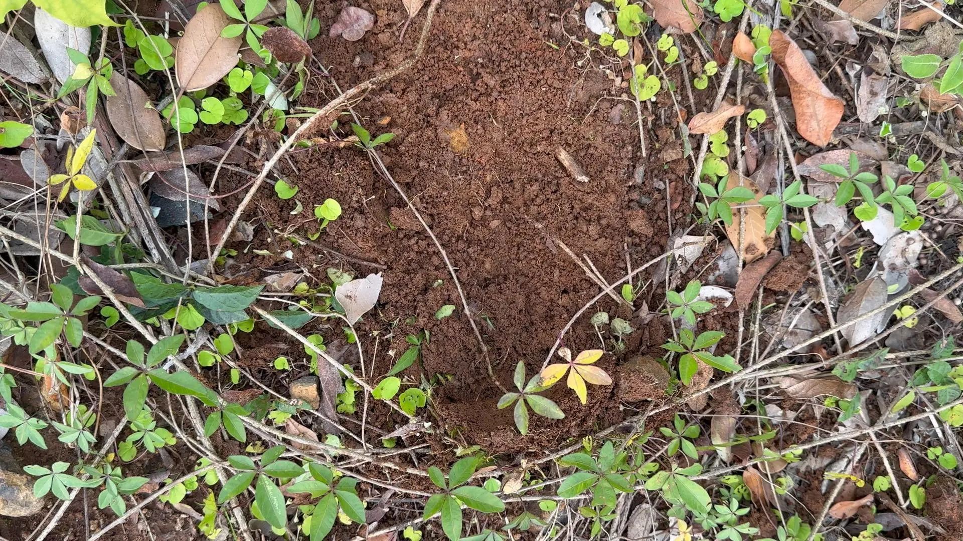 Terreno à venda de 250 m² em Santo Antônio da Patrulha, RS, Brasil