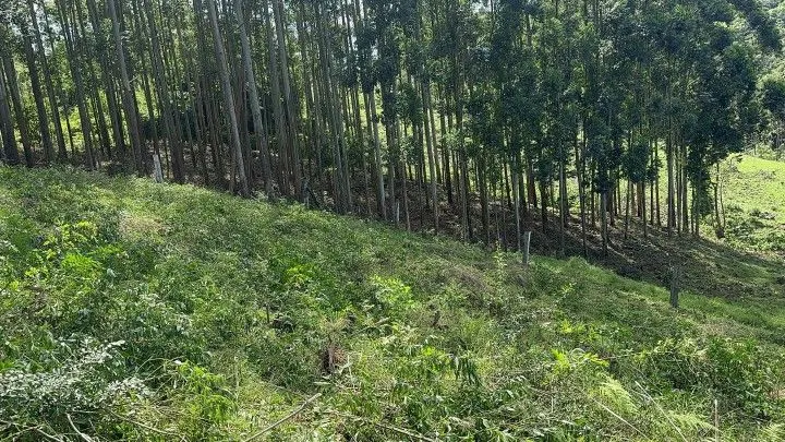 Chácara à venda de 10 ha em Santo Antônio da Patrulha, RS, Brasil