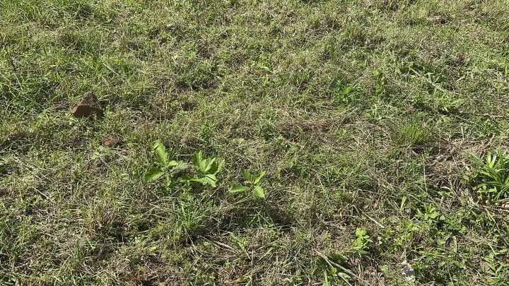 Chácara à venda de 10 ha em Santo Antônio da Patrulha, RS, Brasil