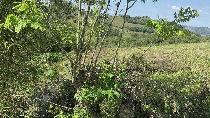 Chácara à venda de 10 ha em Santo Antônio da Patrulha, RS, Brasil