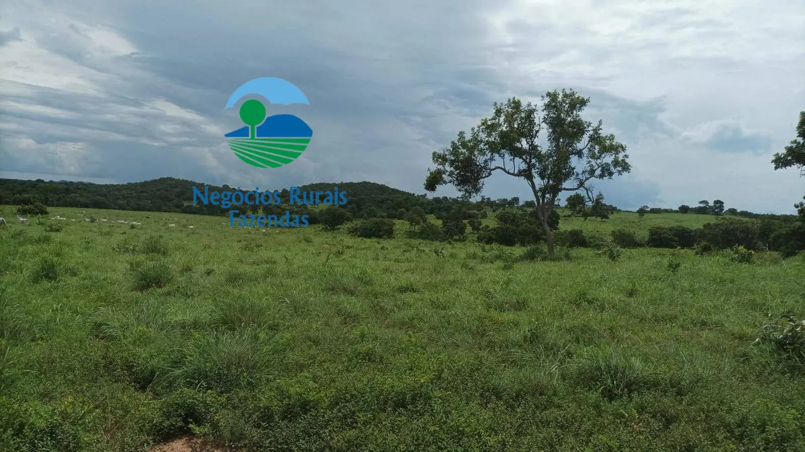 Fazenda à venda de 184 ha em Mara Rosa, GO, Brasil