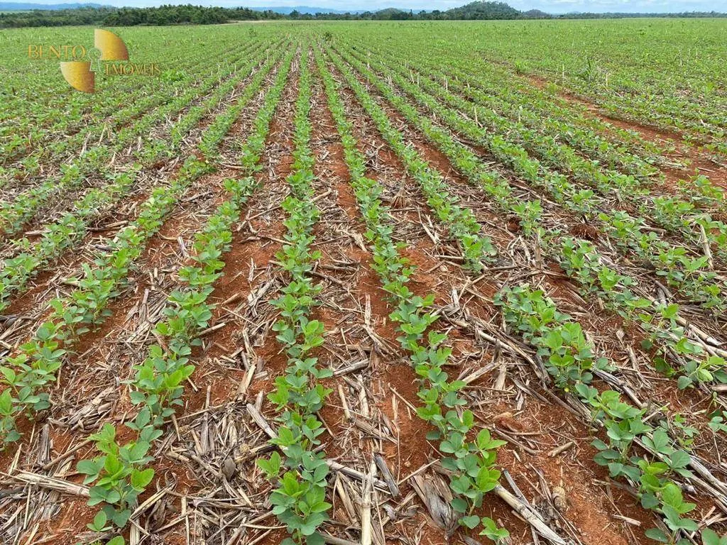 Fazenda à venda de 6.200 ha em Nova Mutum, MT, Brasil