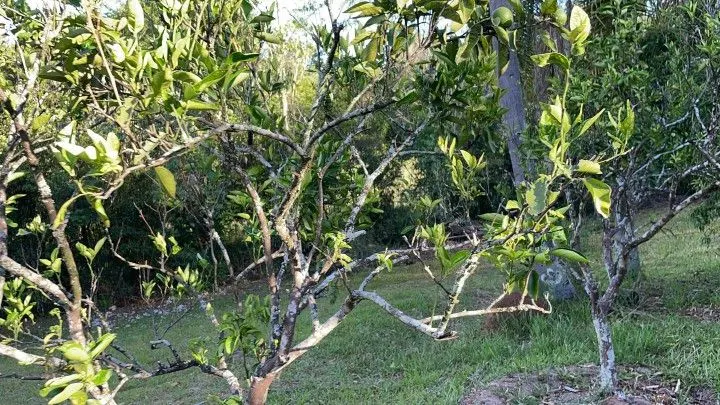 Country home for sale of 2 acres in Taquara, RS, Brazil