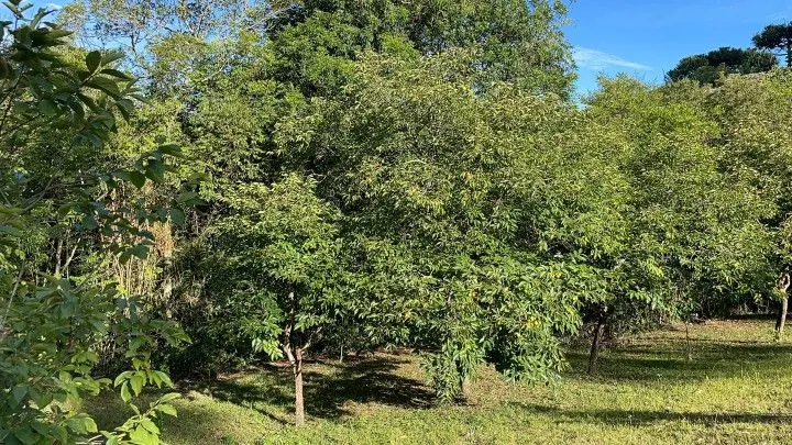 Country home for sale of 2 acres in Taquara, RS, Brazil