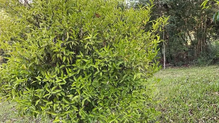 Country home for sale of 2 acres in Taquara, RS, Brazil