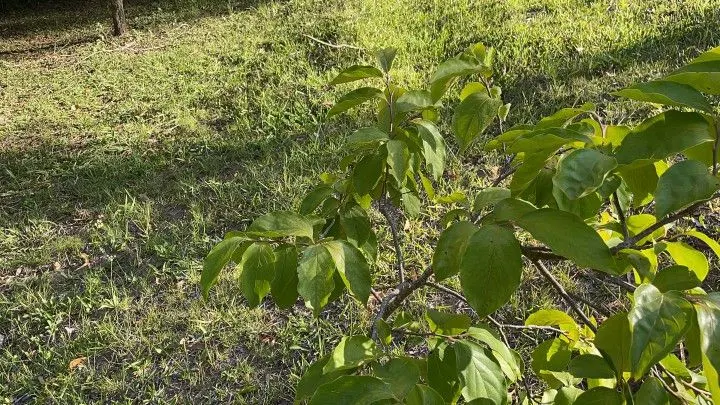 Country home for sale of 2 acres in Taquara, RS, Brazil
