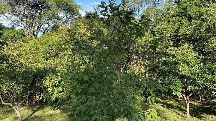 Country home for sale of 2 acres in Taquara, RS, Brazil