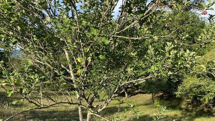 Country home for sale of 2 acres in Taquara, RS, Brazil