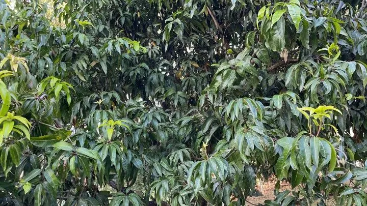 Country home for sale of 2 acres in Taquara, RS, Brazil