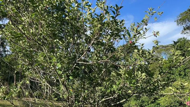 Country home for sale of 2 acres in Taquara, RS, Brazil