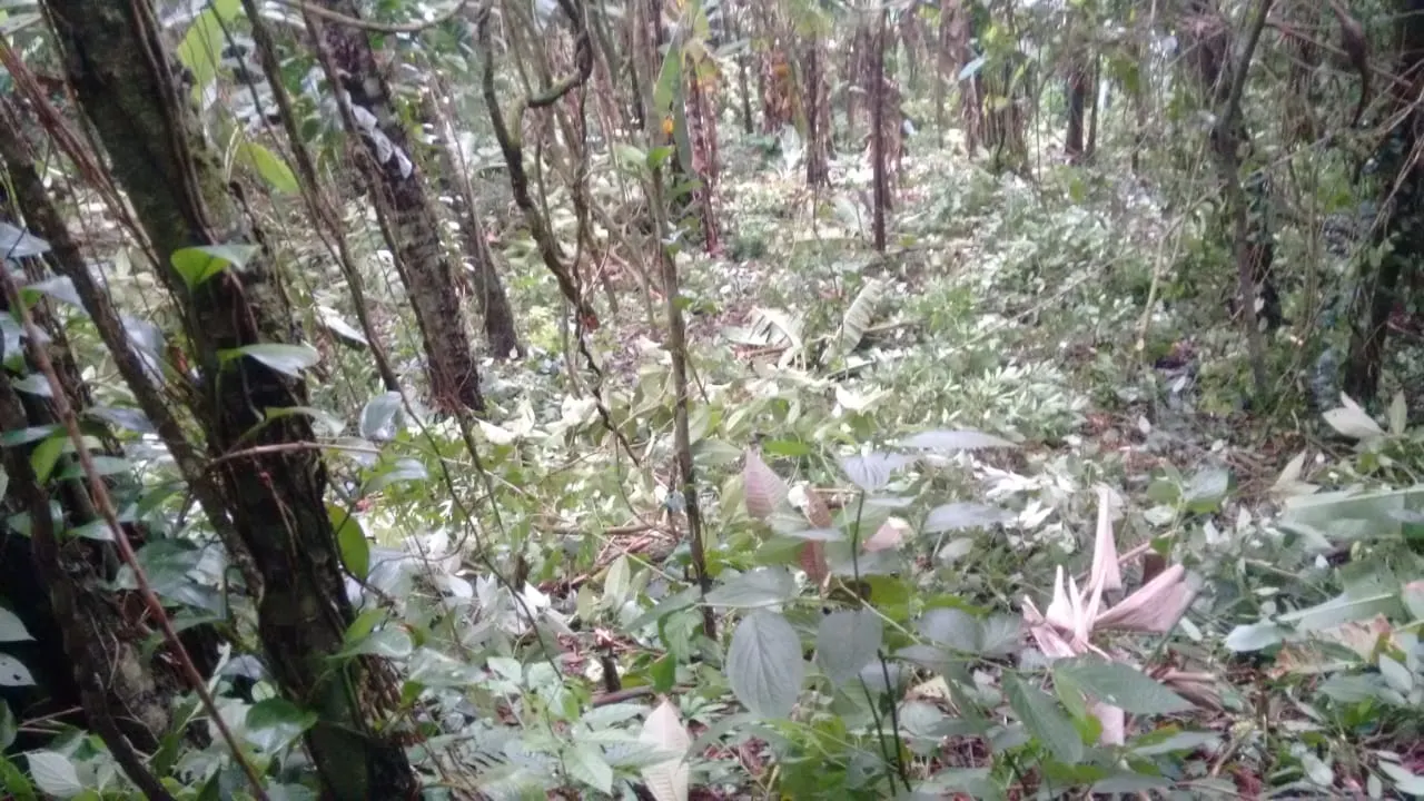 Terreno à venda de 240 ha em Angra dos Reis, RJ, Brasil
