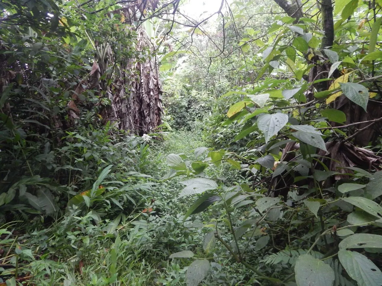 Terreno à venda de 240 ha em Angra dos Reis, RJ, Brasil